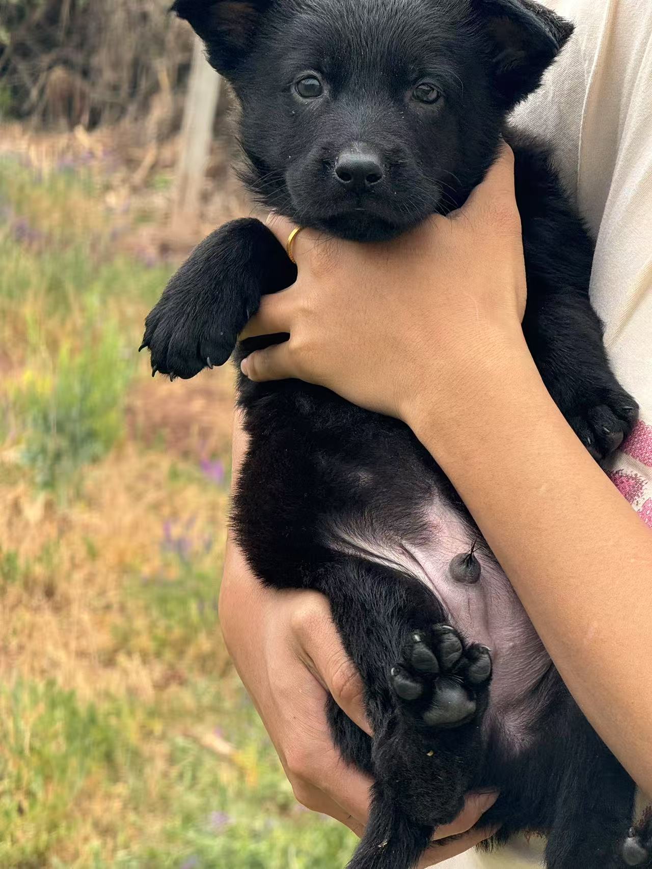 昆明本地纯黑色昆明犬幼犬品质好疫苗齐全健康有保障